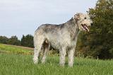 IRISH WOLFHOUND 190